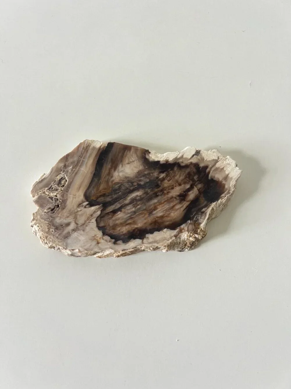 Saddle Mountain Washington Petrified Wood Slab